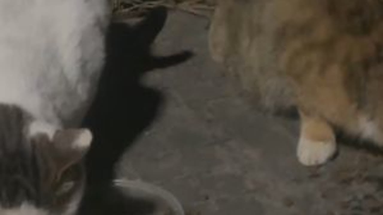 两只流浪猫掐架，没看出来怪谁，小狗在旁边吓得不敢出声 