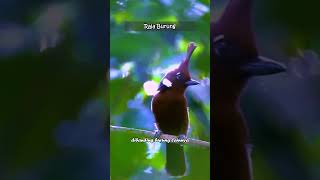 Download Lagu Burung Cililin | Suara burung yang paling keras | #kicaumania #cililingacor #burungkicau  #masteran MP3