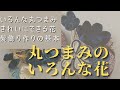つまみ細工初心者さんも一緒に作れる🌸丸つまみで作るいろんなお花の形🌸きれいな花を作る方法のポイントとコツ🌸かわいい髪飾りを一緒に作るための基礎作り