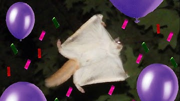"Flying Squirrel Jamboree!" (Funny Squirrel Music Video)