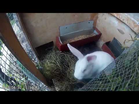 როგორ იკეთებს ბუდეს დედა კურდღელი