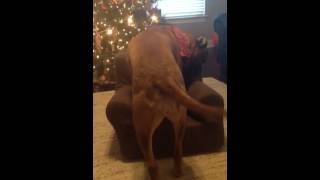 120lb bullmastiff trying to sit in a toddler chair