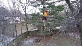 Winter Pruning - Drone Video @HenryTreeCo
