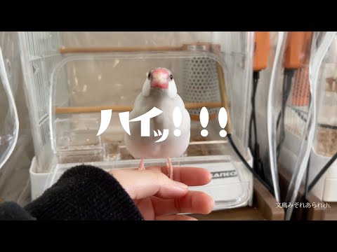 名前を呼ばれると食い気味に返事する鳥　　　文鳥 Java sparrow