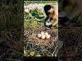 "원숭이가😅🐒👏🐣죽은 앎닭을 대신해 오리가 키우게 알을 옮겨다놓음.Monkey’s good deed.. Duck raised the hen’s eggs after she died