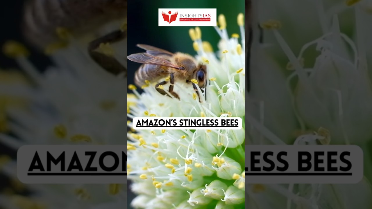 🌿 Безжальные пчёлы Амазонии – молчаливые хранители природы 🐝