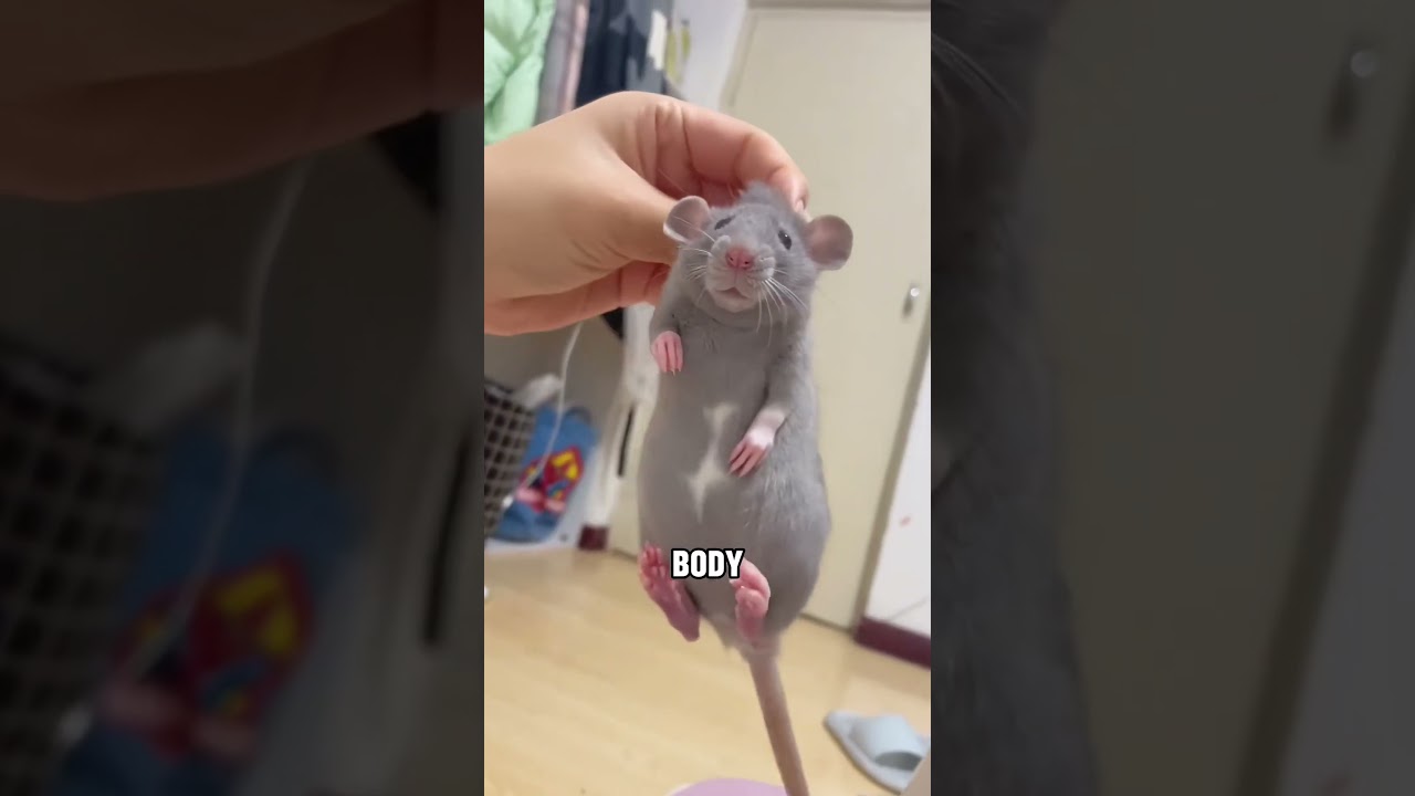 Get yourself a Fancy Rat 