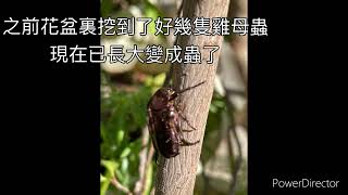 陽台的雞母蟲長大成為東方白點金龜子