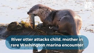 River otter attacks child, mother in rare Washington marina encounter