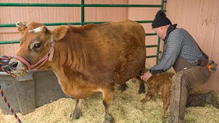 How we care for our New Mamas - Our post natal care routine for our cows