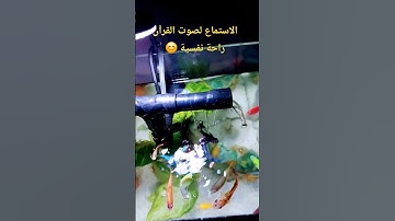قران كريم سعد الغامدي #القرآن_الكريم #سورة_يس #quran #holyquran #تلاوة_هادئة #قرآن #راحة_نفسية #fish