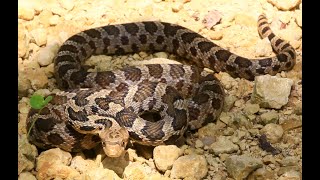 Virtual Critters Live Series: Fox Snake!