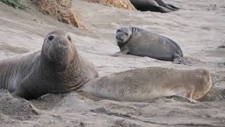 Baby Elephant Seals The Cutest And Fluffiest Pups Of The Animal Kingdom