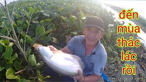 Đầu Vụ Thả Thử 20 Cần Câu Thác Lác Cờm /Thử Có Ăn Không