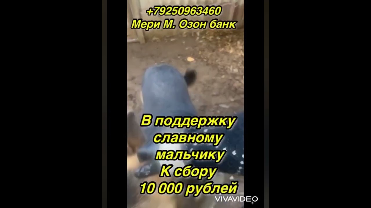 Помогите оплатить Мухе передержку🙏🏻 