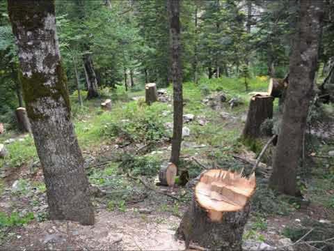 ვიდეო: რა არის ნათელი ჭრა ტყეების გაჩეხვაში?