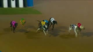 Transponder wins at The Meadows Greyhounds screenshot 5