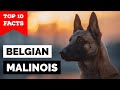 Belgian Malinois - Top 10 Facts の動画、YouTube動画。