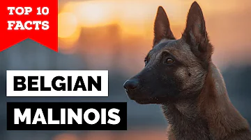 Cosa vuol dire Malinois?