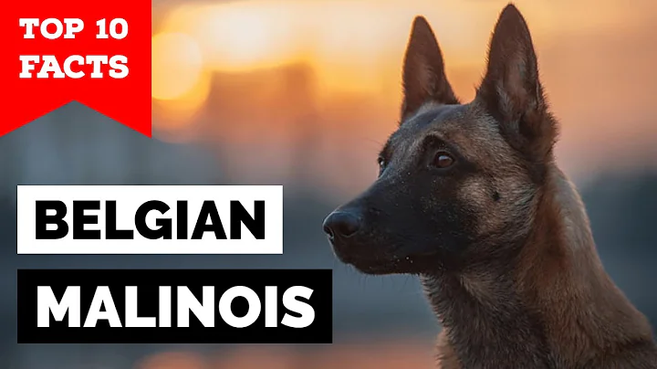 Belgian Malinois - Top 10 Facts - DayDayNews