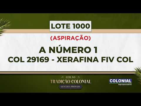 LOTE 1000  ASPIRAÇÃO  XERAFINA FIV COL