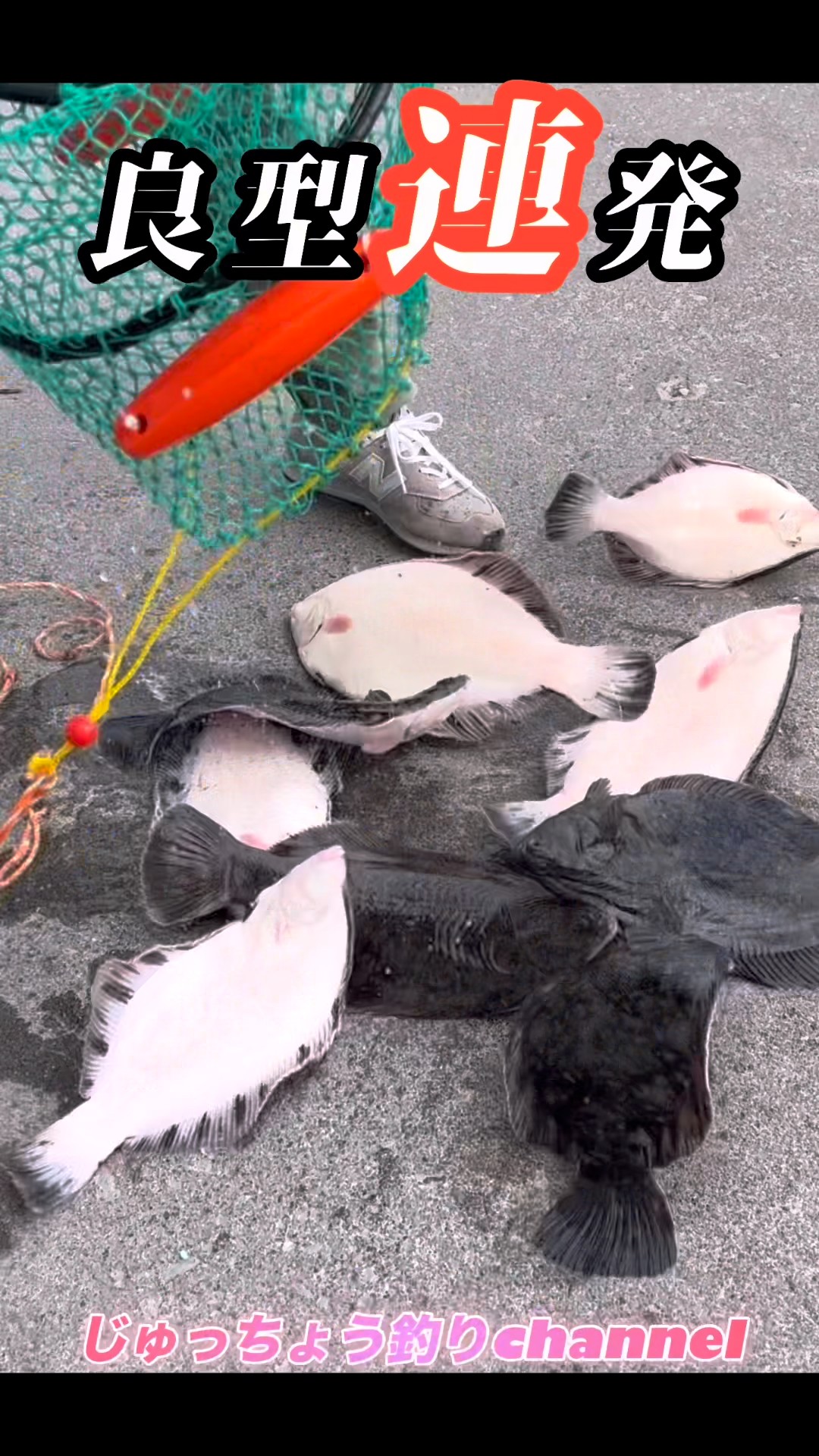 flounderさま個別出品 Multiple catches of good-sized flounder over 40cm! #flounder