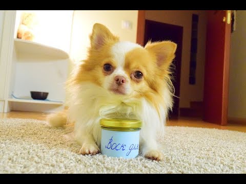 DIY ВОСК ДЛЯ ЛАП ПО РЕЦЕПТУ Darina Sweet ll Покупки из ЗООМАГАЗИНА ll spaniel_basta