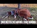 The Foaling Process and what to expect