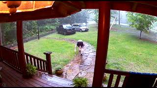 Guy slips as he runs to his car in the rain