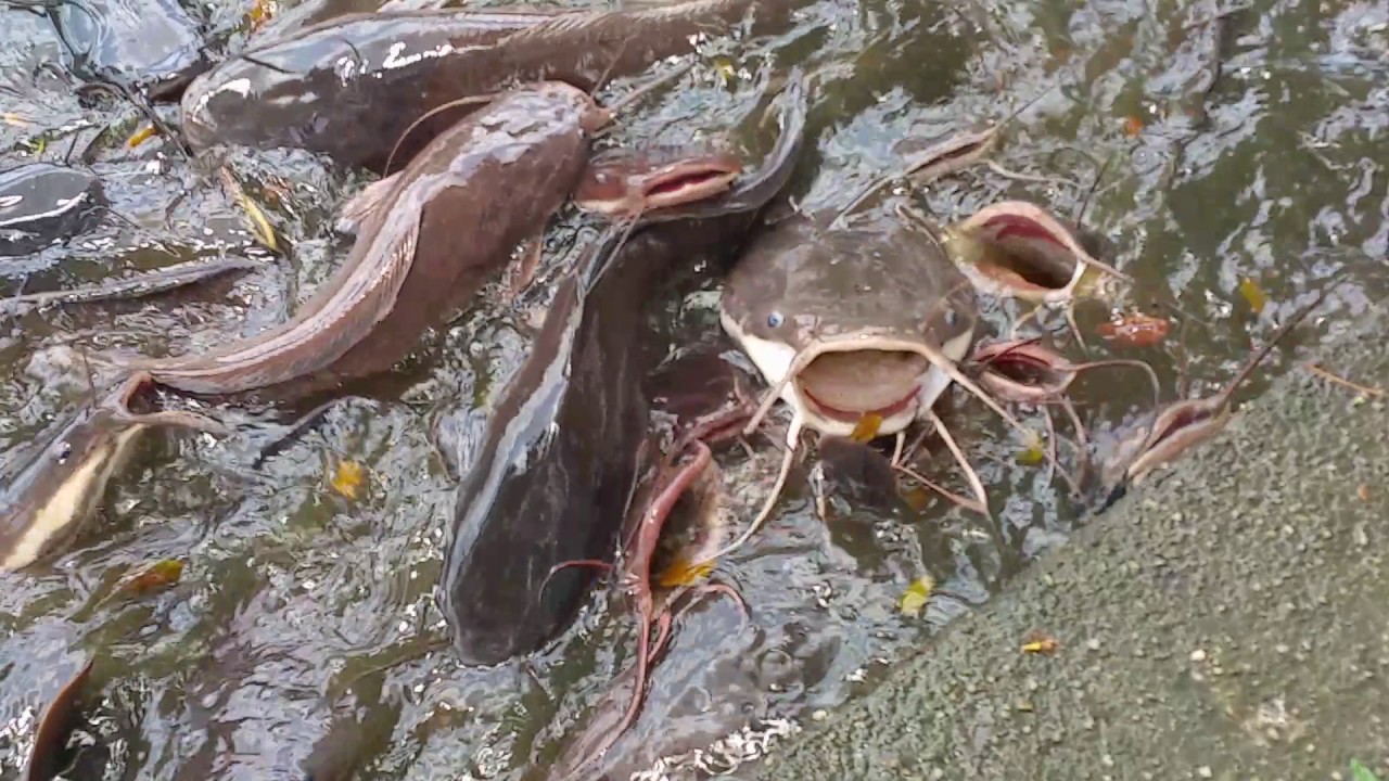 Catfish Feeding At Kampong Java Park, Singapore. YouTube