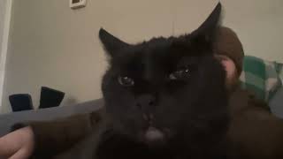 Say hello to my cat named Bella