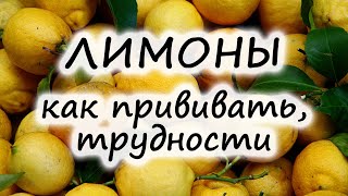 ПРИВИВКА ЛИМОНА 🍋, черенкование, почему желтеет 🍂, сохнет, опадает, вредители лимона