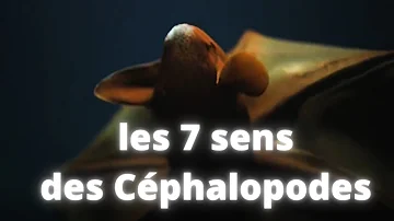 Les 7 sens des Céphalopodes