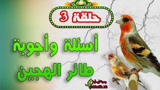 حلقة 03 - سؤال وجواب عن طائر هجين الحسون والكناري