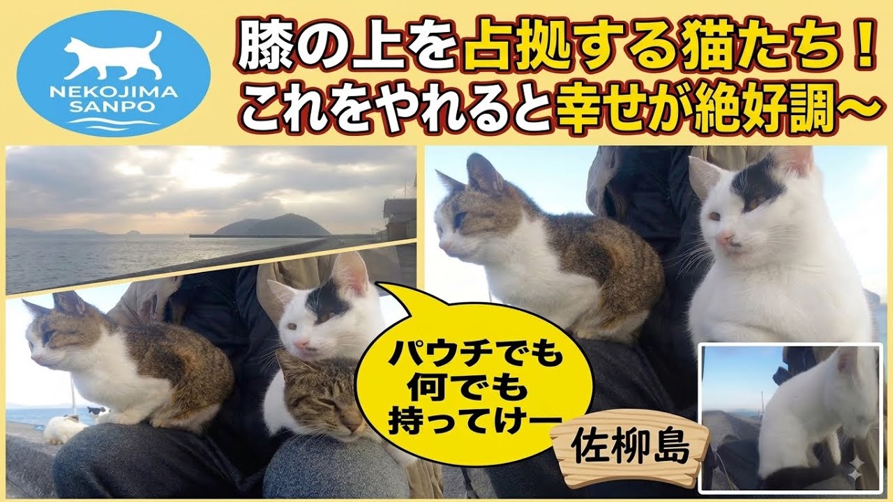 猫柳さま専用 専用 にゃ様 にゃさん専用！ Kawasaki Zx | eBay