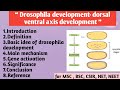 Drosophila dorsal ventral axis development | Main mechanism | Gene activation | Significance 