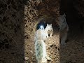 Inside a Ground Squirrel Burrow 🐿️ (Real POV)#MicroCamera#Nature#AnimalPOV#Shorts#UndergroundLife