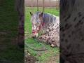 Spotted horse 🐎 101 Dalmatians lying on grass / Пятнистая лошадь 🐴 "101 далматинец" лежит на траве+