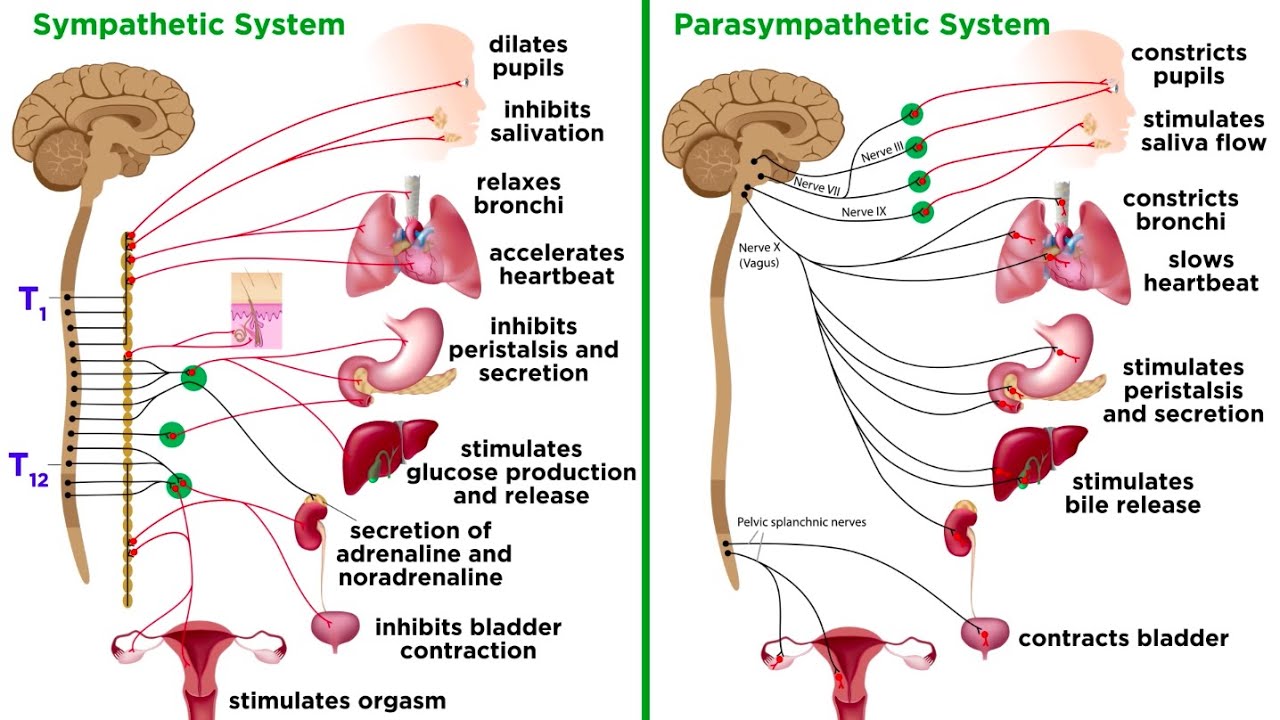 Which Is The Path Of Information Through The Nervous System Cns Pns Pns?