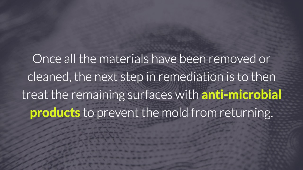 Important Mold Remediation Basics You Should Know - Sacramento, CA Living