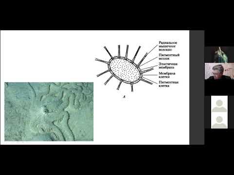 ФЧЖ 4 курс доклады 2