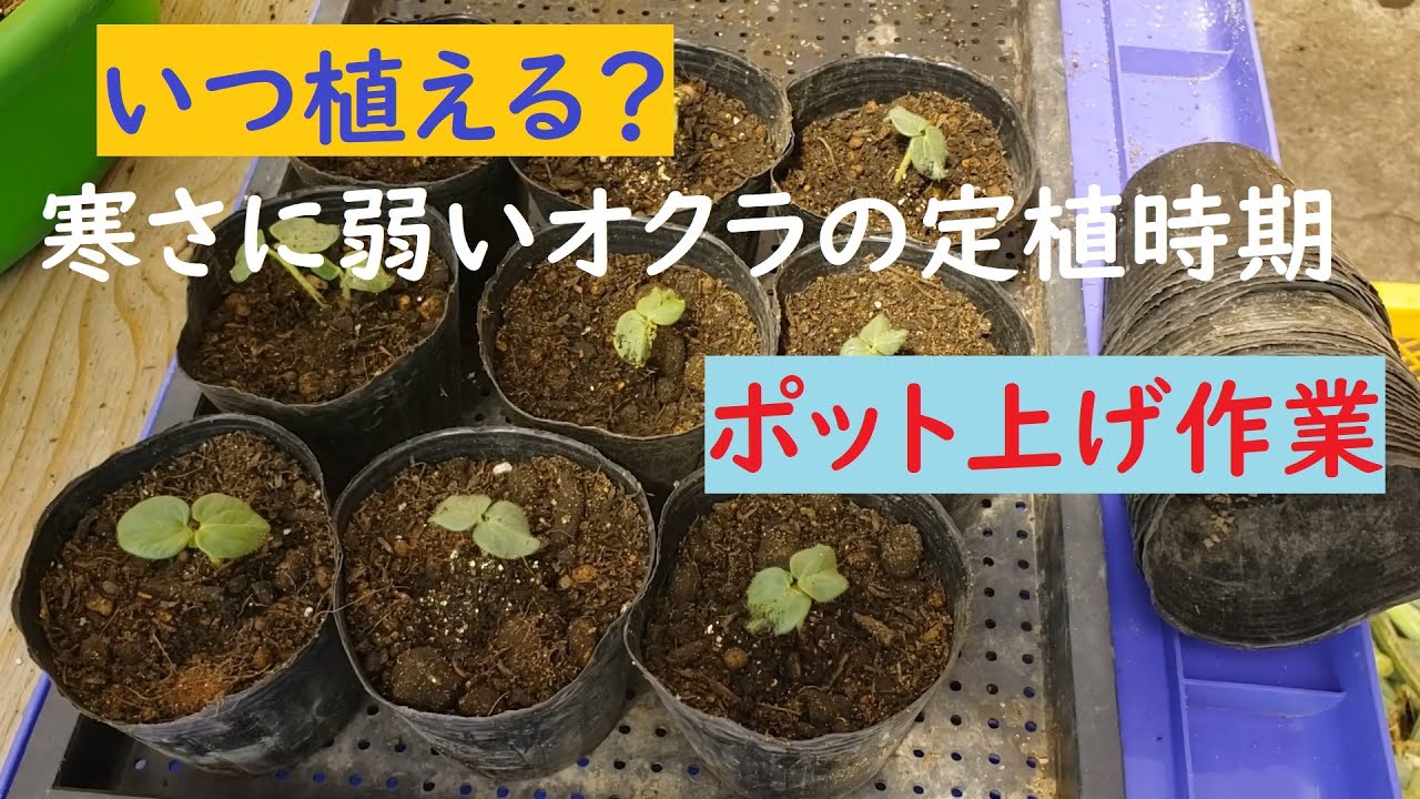 家庭菜園者向け】寒さに弱いオクラ苗のオクラのポット上げ作業