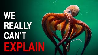 Nothing About Octopus Is Normal Heres Why