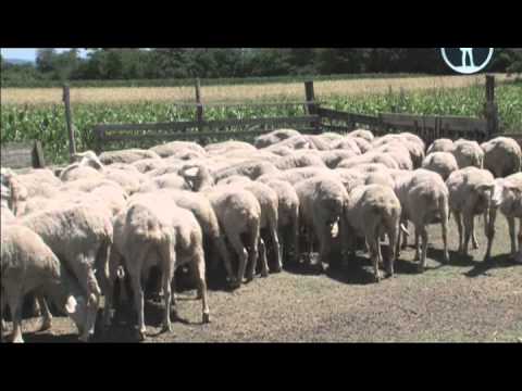 Планета собак 2011. Сербская низинная овчарка