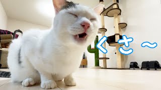 連続でくさー顔をしてしまう猫ｗ