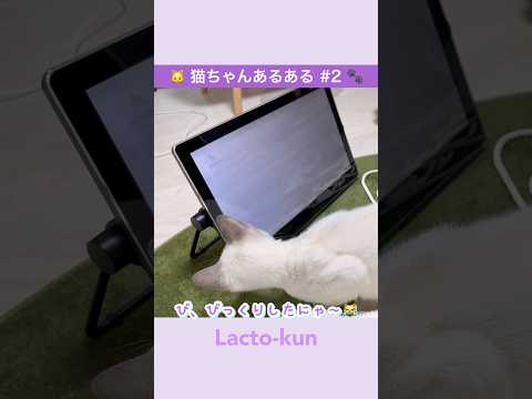 #猫動画 #catshorts #猫あるある【猫ちゃんあるある#2】テレビのネズミを信じすぎた猫の末路が可愛すぎた【トンキニーズ】