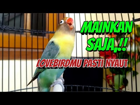 Lovebird Chirping and Call Sounds - Green Fischer \u0026 Blue Personata