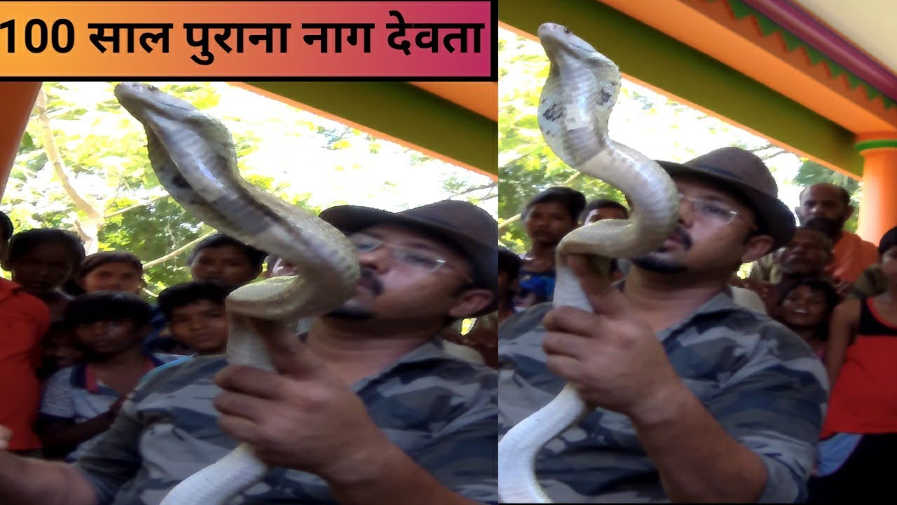 animal videos download 100 साल पुराना अदभुद नाग देवता का असली रूप (अंधविश्वास ) || 100 Years Old Indian Cobra Snake Rescue