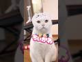 ㊗️20万回再生🎉ちいかわ？！？小川さん？ #cat #scottishfold #白猫 #しろねこミルク #ねこ #猫のいる暮らし #MILK #ミルク