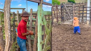 VAQUEIRO SOLTA O GADO NO CURRAL E PILILIU CORRE COM MEDO 😂 | DANILO PIMENTA